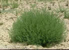 Photo of Russian Thistle which looks like a green bush.
