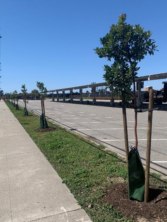 walkway lined with newly-planted trees