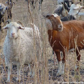 Photo of goats.