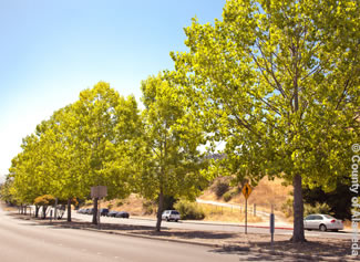 Photo of trees planted by the County.