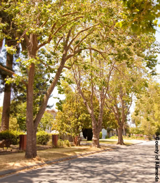 photo of a street with trees lining the sides.
